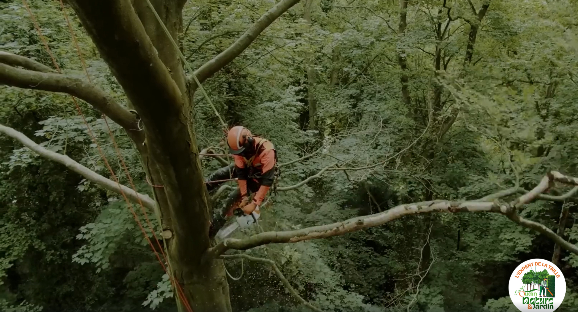Taille et élagage d’arbres et haies par Oudin Nature et Jardin à Bourg-en-Bresse
