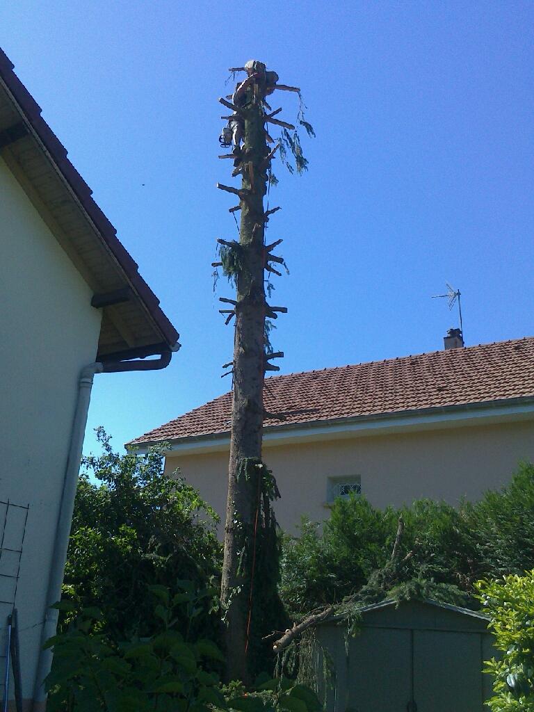 Taille et élagage d’arbres et haies par Oudin Nature et Jardin à Bourg-en-Bresse